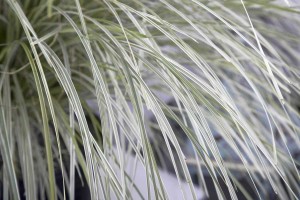Lomandra 'Platinum Beauty'  (Plant Development)