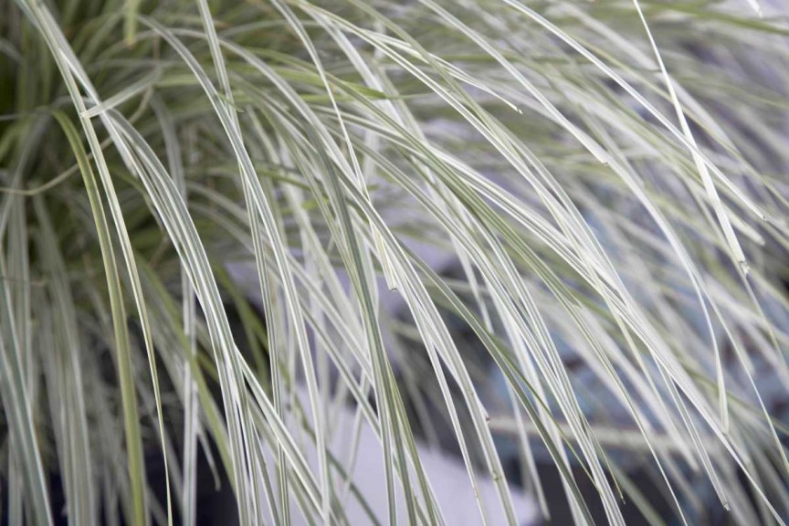 Lomandra 'Platinum Beauty'  (Plant Development)