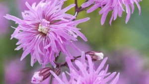 Variety Showcase: A Dainty Debutante