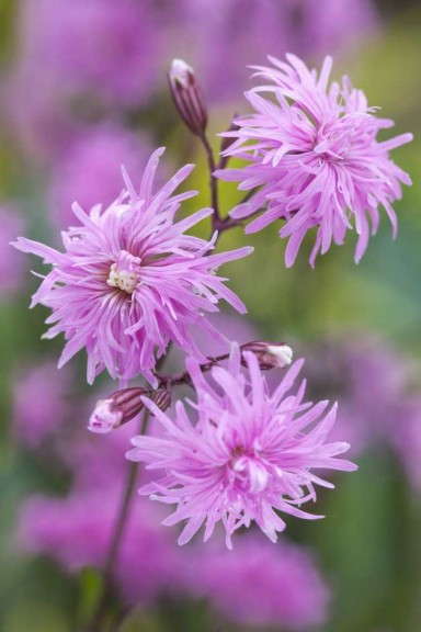 Lychnis 'Petite Jenny'