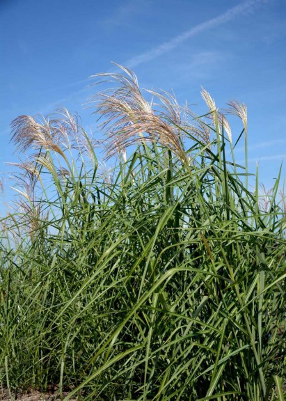Miscanthus 'My Fair Maiden'  (Star Roses And Plants)