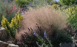 Muhlenbergia 'Undaunted' (Jelitto)