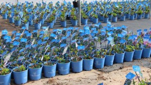 Bailey Nurseries’ Minnesota Expo 2015 Takes Place July 30