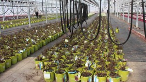 2016 National Floriculture Forum To Travel To The Netherlands And Germany