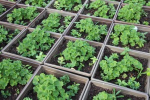 Gerten's Greenhouses and Garden Center