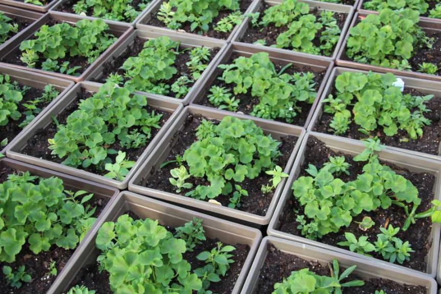 Gerten's Greenhouses and Garden Center