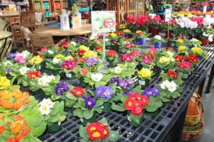 Gerten's Greenhouses and Garden Center
