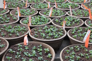 Gerten's Greenhouses and Garden Center