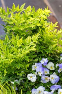 Nandina 'Lemon Lime'
