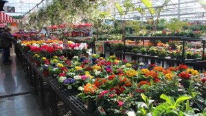 2015 National Floriculture Forum Focuses On Marketing Initiatives