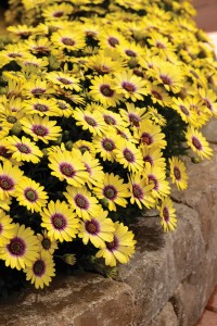 Osteospermum ‘Blue Eyed Beauty’ (Ball FloraPlant)