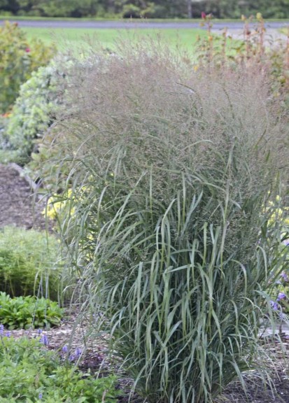 Panicum 'Apache Rose'  (Walters Gardens)