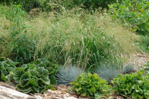 Panicum 'Cape Breeze'  (North Creek Nurseries)