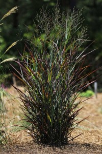 Panicum 'Hot Rod' (Plant Haven)