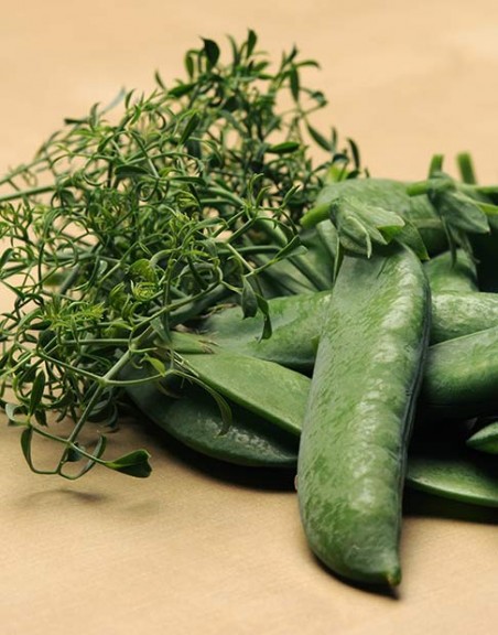 Pea 'Masterpiece' (Burpee Home Gardens)