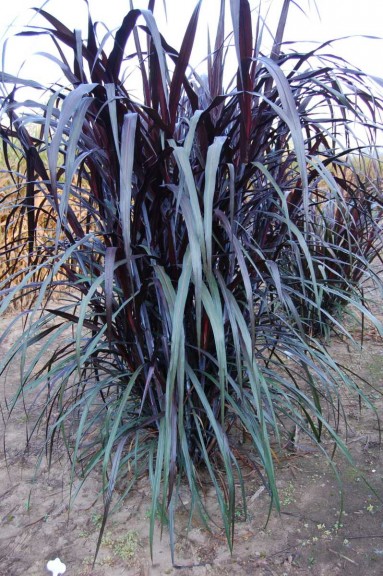 Pennisetum 'Black Stockings'  (D.S. Cole Growers)