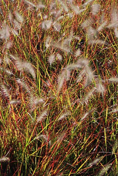 Pennisetum  'Burgundy Bunny'  (Plant Haven)