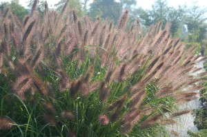 Pennisetum  'Jazz Fest'