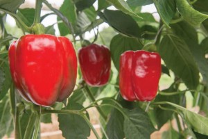 Pepper 'Felicitas' (Johnny's Selected Seeds)