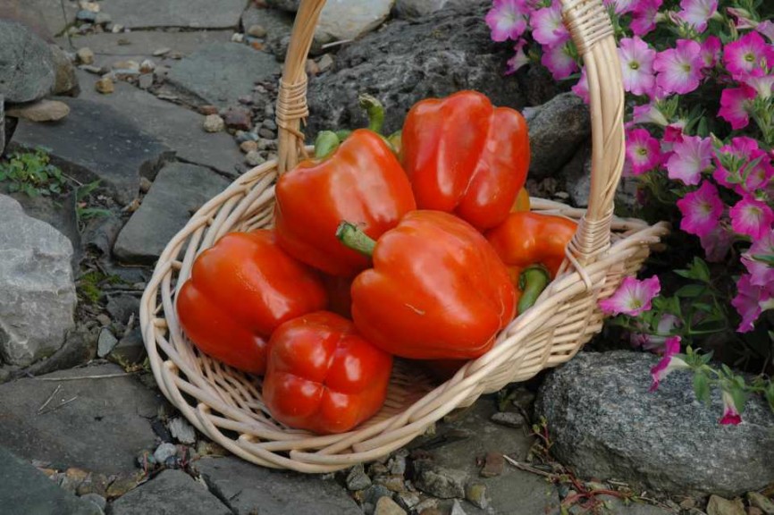 Pepper 'Garfield' (Harris Seeds)