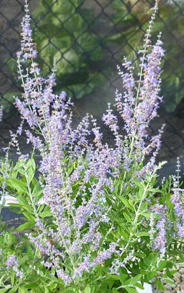 Perovskia 'Blue Spritzer'