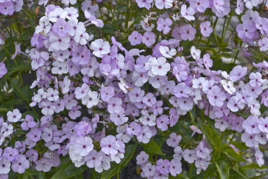 Phlox 'Opening Act Blush'