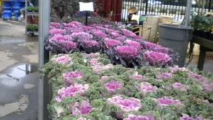 Pike Nurseries Implements Employee Stock Ownership Plan