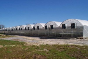 Pro-Com Series Greenhouse  (Atlas Greenhouse)