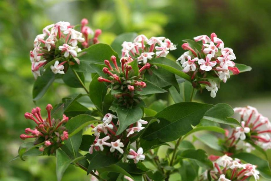 Abelia 'Sweet Emotion'