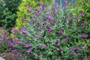 Buddleia 'Miss Violet'