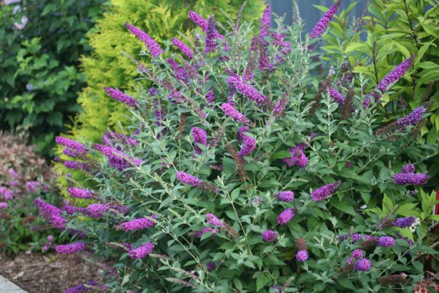 Buddleia 'Miss Violet'