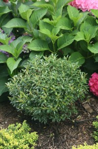 Ilex glabra 'Gem Box'