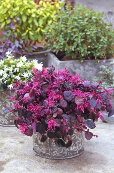 Loropetalum 'Jazz Hands Bold'