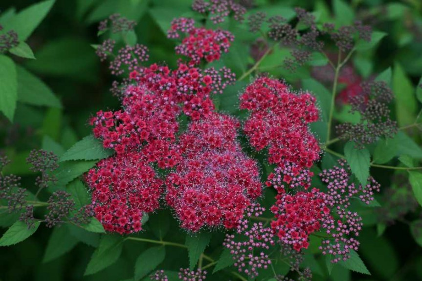 Spiraea japonica 'Double Play Red'