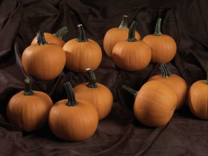 Pumpkin 'Kandy Korn Plus' (Sakata Vegetables)