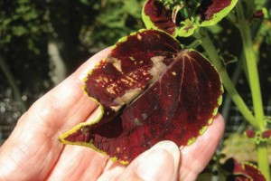 Red Cultivars