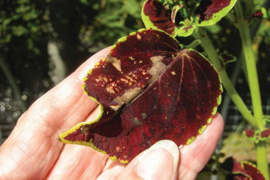 Red Cultivars