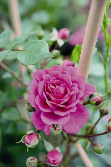 Climbing Rose 'Starlet Beauty Mauve'