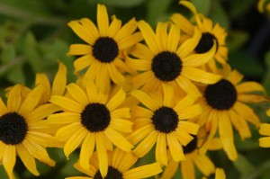 Rudbeckia 'Everlasting Sun'