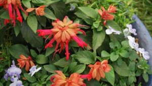 Annual Salvias – Not Just Red Bedding Plants Anymore