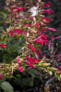 Salvia 'Embers Wish'
