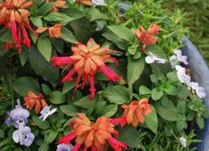 Salvia 'Ember's Wish'