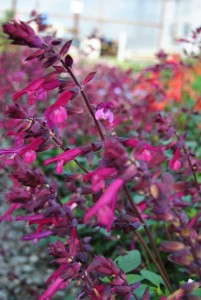 Salvia 'Love And Wishes'