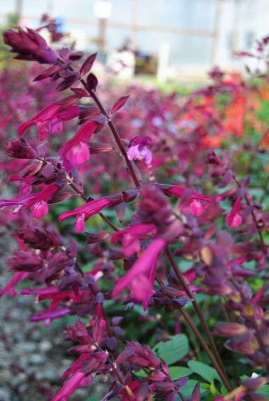 Salvia 'Love And Wishes'