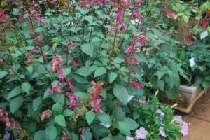 Salvia 'Wendy's Wish'