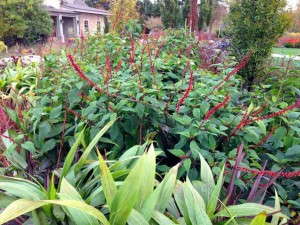 Salvia confertiflora