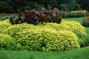 Salvia elegans 'Golden Delicious'