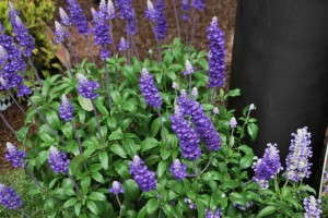 Salvia farinacea 'Blue Mountain'