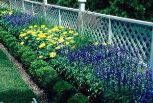 Salvia farinacea 'Victoria'
