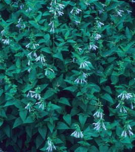 Salvia guaranitica 'Argentina Skies'